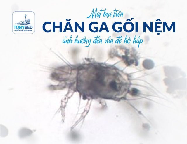 Mạt bụi trên chăn ga gối nệm gây ảnh hưởng đến hệ hô hấp