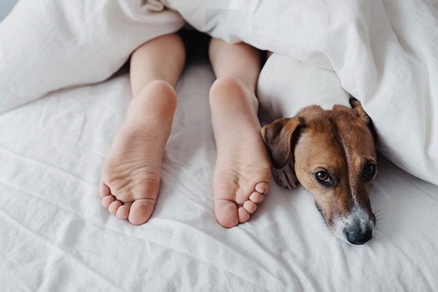 Hạn chế việc cho thú cưng ngủ chung giường với bạn