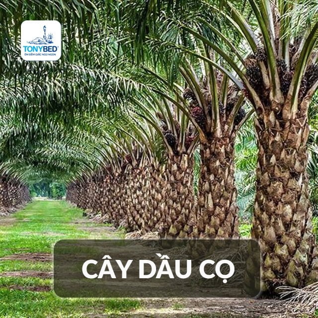 Cây cọ Malaysia