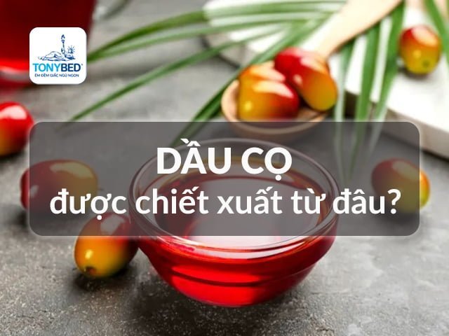 Tinh chất dầu cọ được chiết xuất từ trái dầu cọ Malaysia