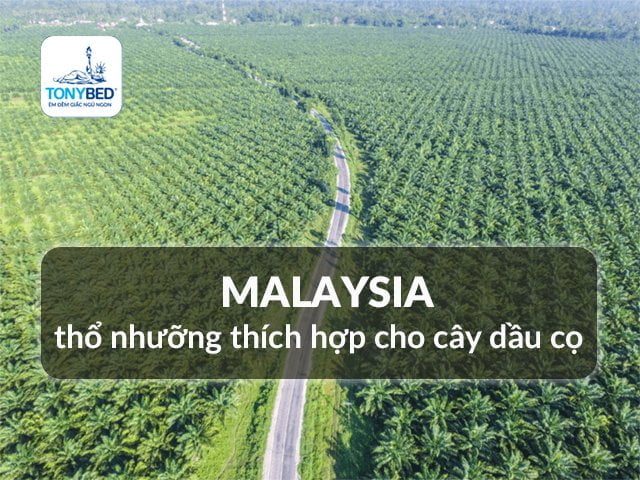 Cây dầu cọ Malaysia