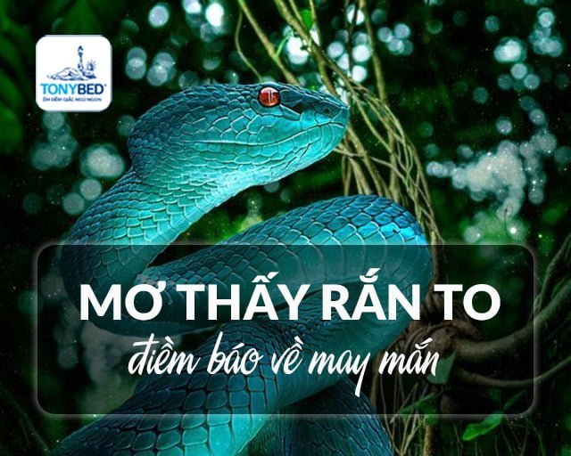 Mơ thấy rắn to điềm báo may mắn