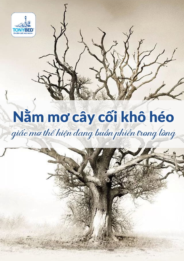 Mơ thấy cây bị khô héo