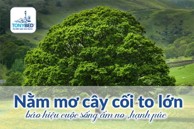 Mơ thấy cây to lớn
