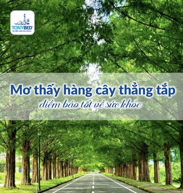 Nằm mở thấy đi giữa hàng cây
