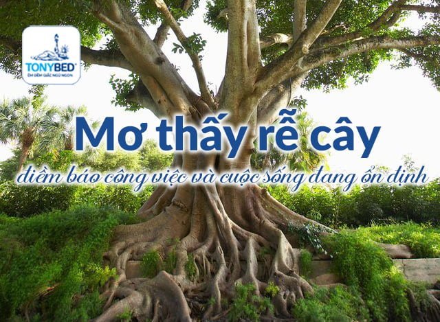 Ngủ mơ thấy rễ cây