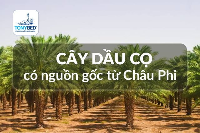 Nguồn gốc xuất của dầu cọ