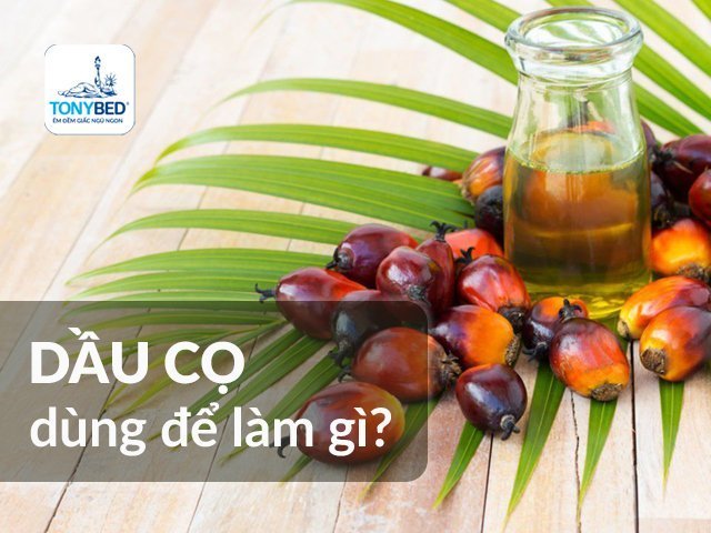 Ứng dụng tinh chất dầu cọ