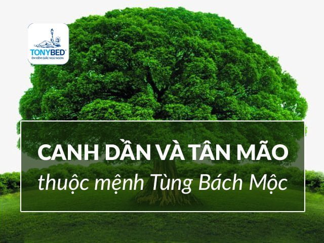 Những người sinh năm Canh Dần và Tân Mão thuộc mệnh Tùng Bách Mộc