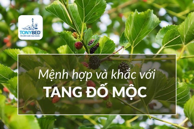 Các mệnh hợp và khắc với Tang Đố Mộc