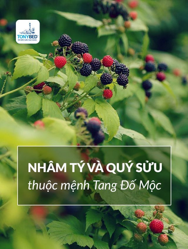 Người sinh năm Nhâm Tý và Quý Sửu thuộc mệnh Tang Đố Mộc
