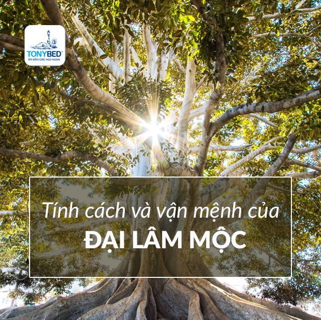 Tính cách và vận mệnh của Đại Lâm Mộc