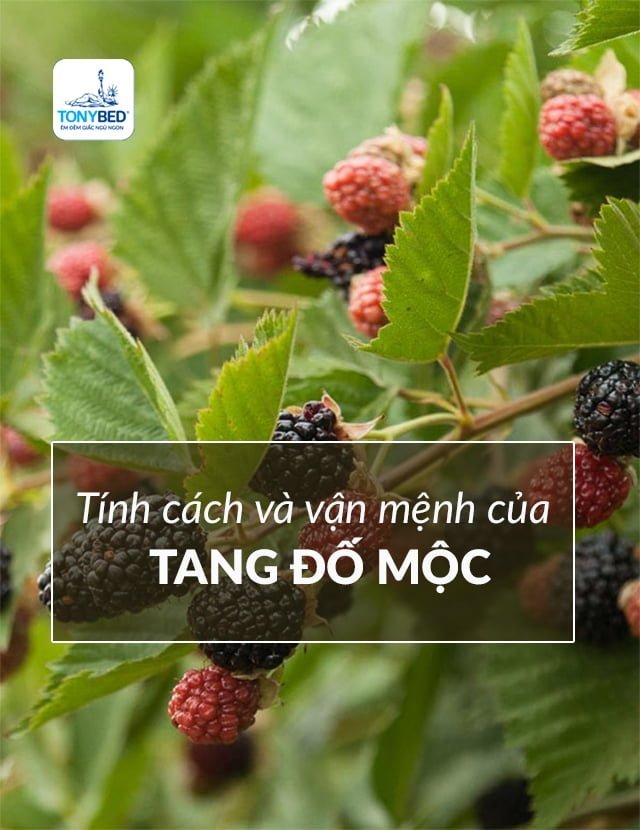 Tính cách, vận mệnh, tình duyên, sự nghiệp của Tang Đố Mộc