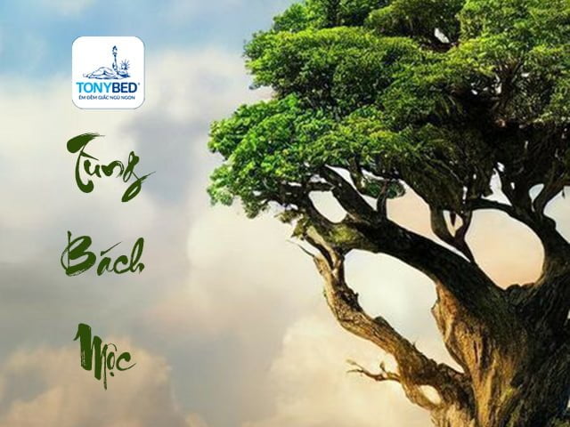 Mệnh Tùng Bách Mộc