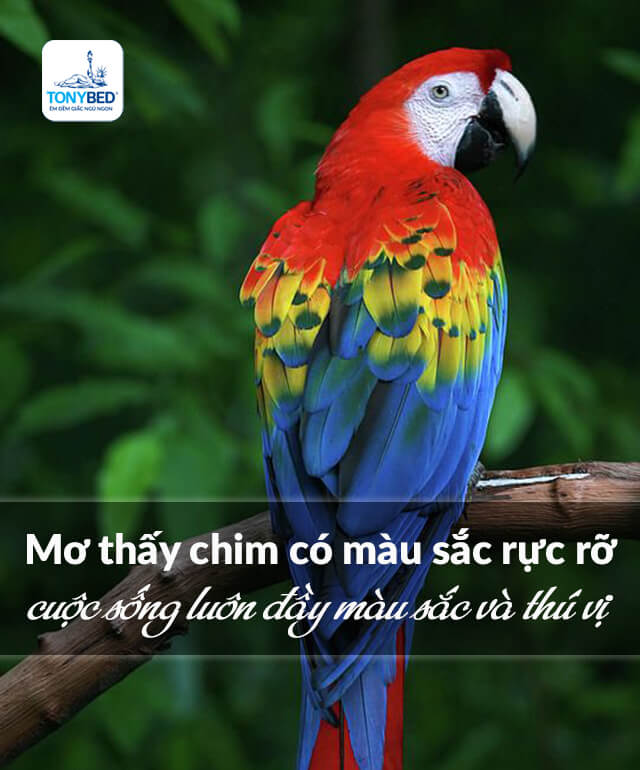 Mơ thấy chim với màu sắc rực rỡ