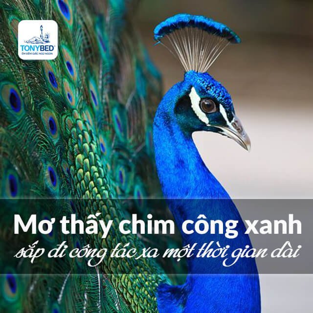 Mơ thấy chim công xanh
