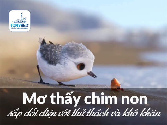 Mơ thấy chim non