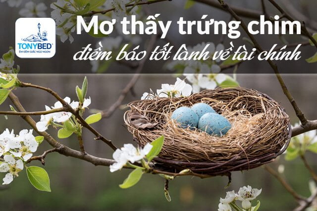 Mơ thấy trứng chim