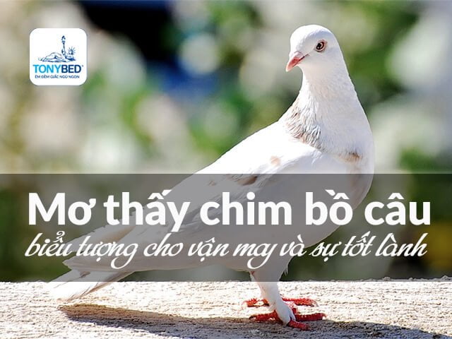 Mơ thấy chim bồ câu