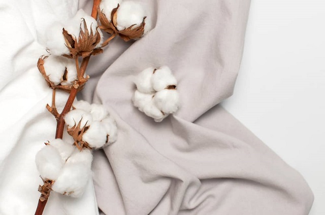 Ứng dụng của Cotton Ai Cập