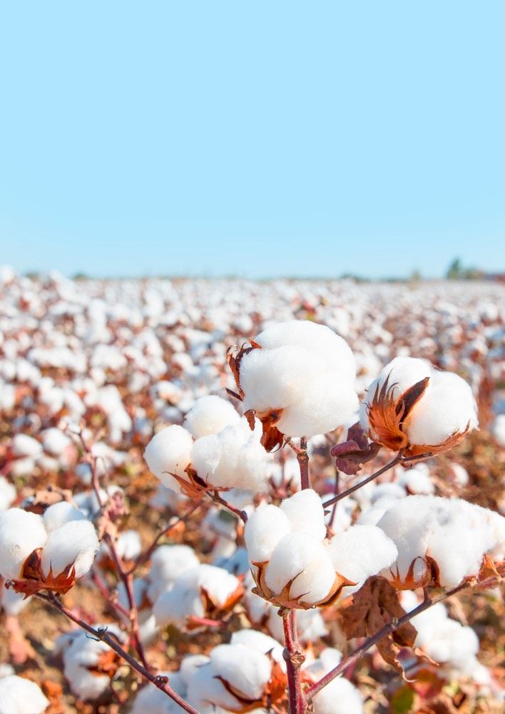 cay bong cotton thuoc chi Gossypium