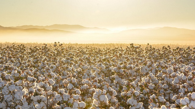 cotton ai cập